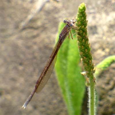 �I�c�l���g���{��