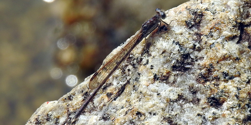 �I�c�l���g���{��