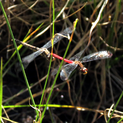 ���X�A�J�l