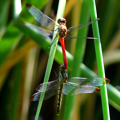 ���X�A�J�l