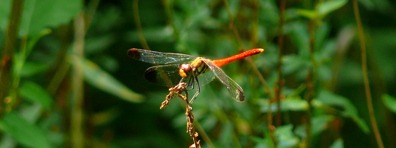 ���X�A�J�l��