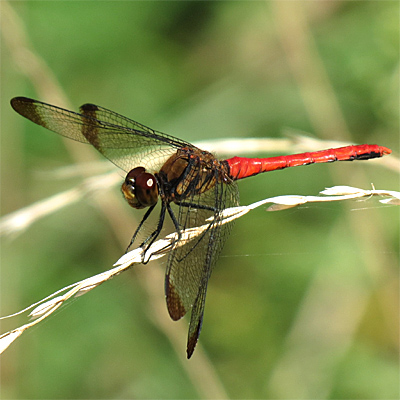 ���X�A�J�l��