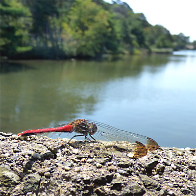 ���X�A�J�l��