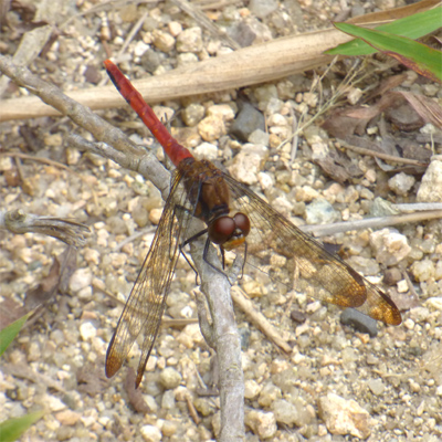 ���X�A�J�l��