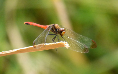 ���X�A�J�l