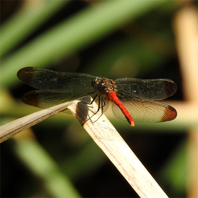 ���X�A�J�l��