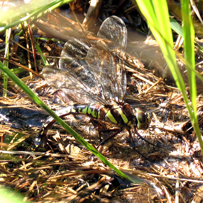 �Y�����̃����{�V�����}