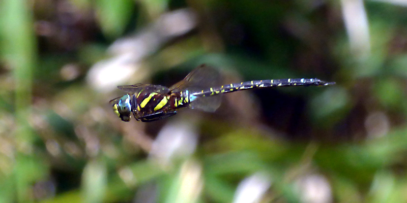 �����{�V�����}��