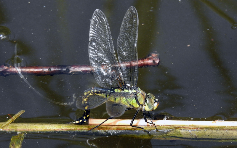 �N���X�W�M�������}��