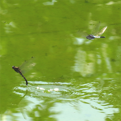 �V�I�J���g���{