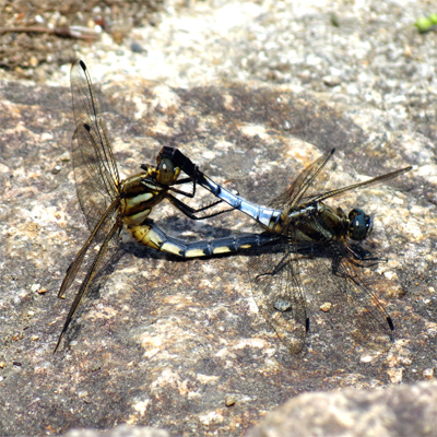 �V�I�J���g���{