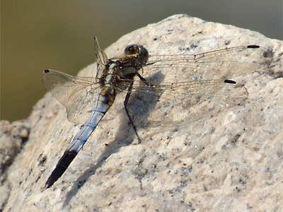 �V�I�J���g���{��