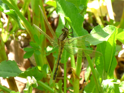 �V�I�J���g���{��