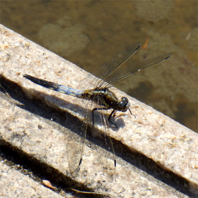 �V�I�J���g���{��