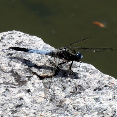 �V�I�J���g���{��