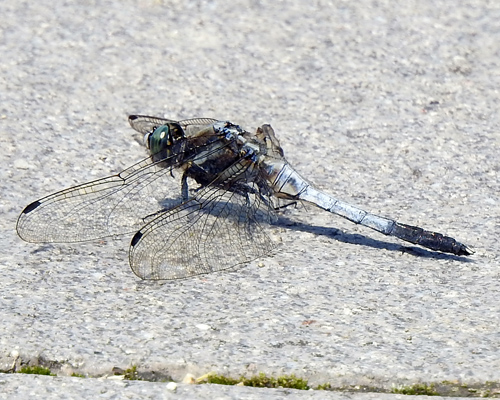 �V�I�J���g���{��