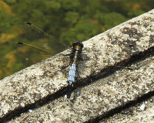 �V�I�J���g���{��