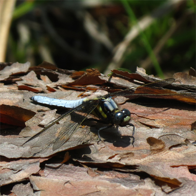 �V�I���g���{��