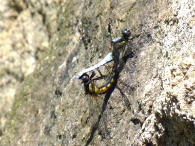 �V�I���g���{