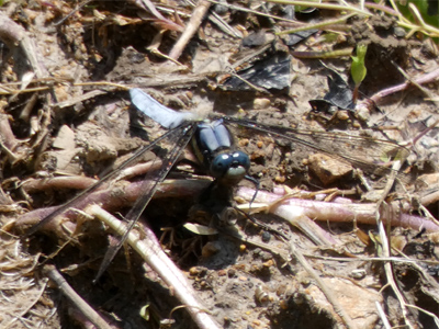 �V�I���g���{��