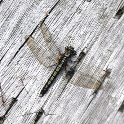 �V�I���g���{��