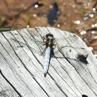 �V�I���g���{��