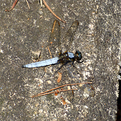 �V�I���g���{��