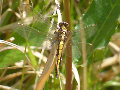 �V�I���g���{��