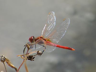 �X�i�A�J�l��