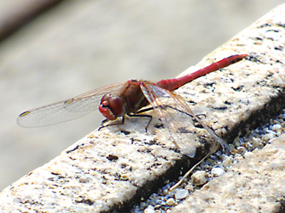 �X�i�A�J�l��