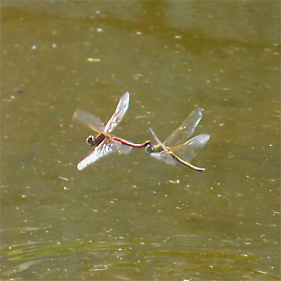 �X�i�A�J�l