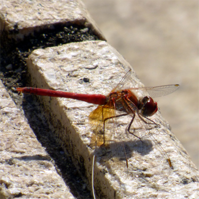 �X�i�A�J�l��