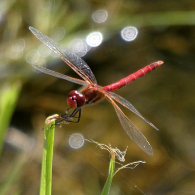 �X�i�A�J�l��