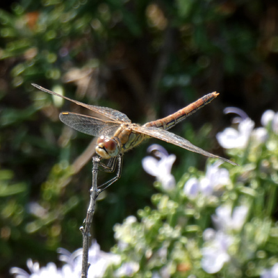 �X�i�A�J�l��