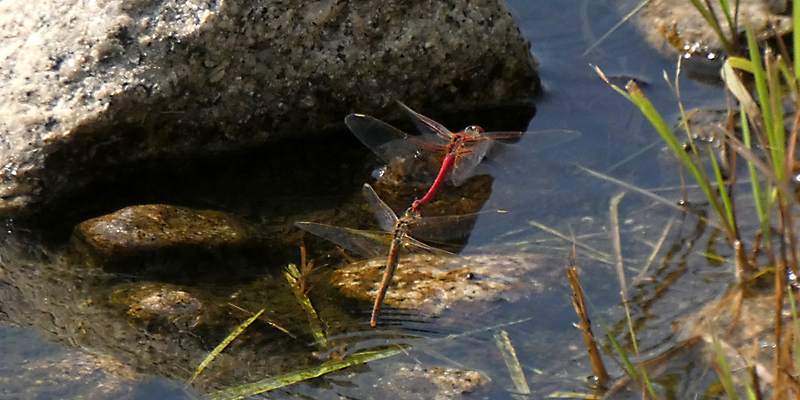 �X�i�A�J�l�Y��