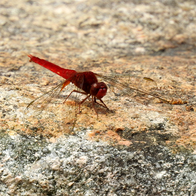 �V���E�W���E�g���{��