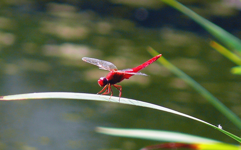 �V���E�W���E�g���{��