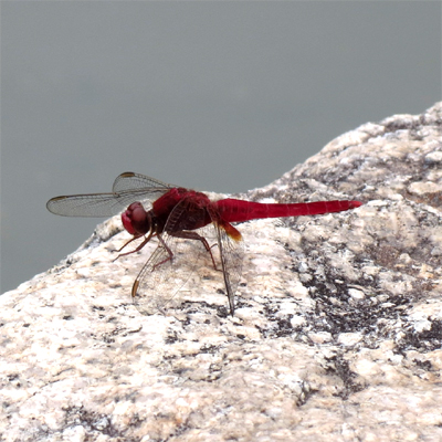 �V���E�W���E�g���{��