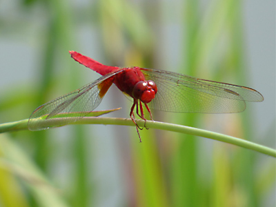 �V���E�W���E�g���{��