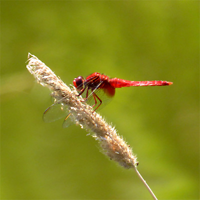 �V���E�W���E�g���{��