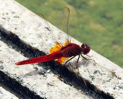 �V���E�W���E�g���{��