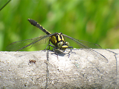 �^�x�T�i�G��