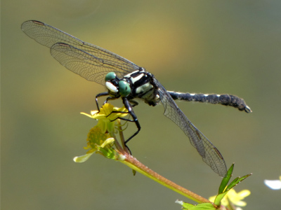 �^�x�T�i�G��