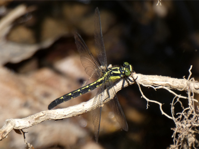 �^�x�T�i�G��