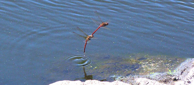 �^�C���N�A�J�l�̎Y��