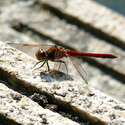 �^�C���N�A�J�l��