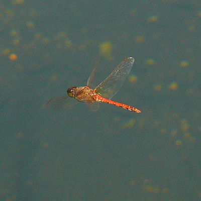 �^�C���N�A�J�l��