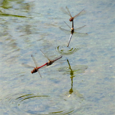 �^�C���N�A�J�l