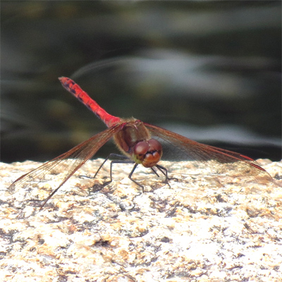 �^�C���N�A�J�l��