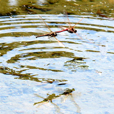 �^�C���N�A�J�l